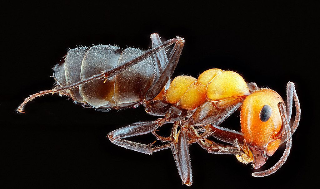 Ant Control service in Apex, NC