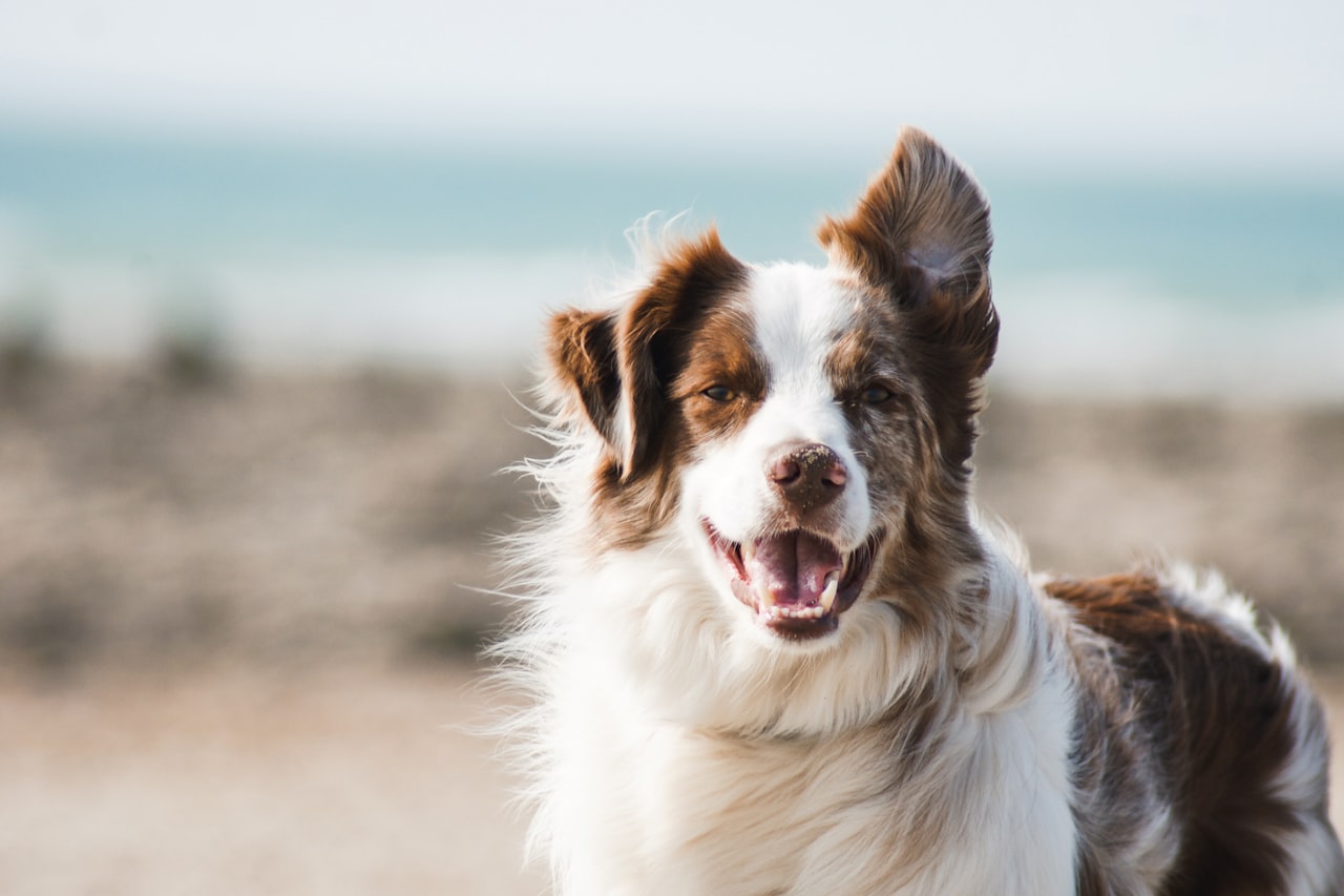 Flea & Tick Control service in Apex, NC