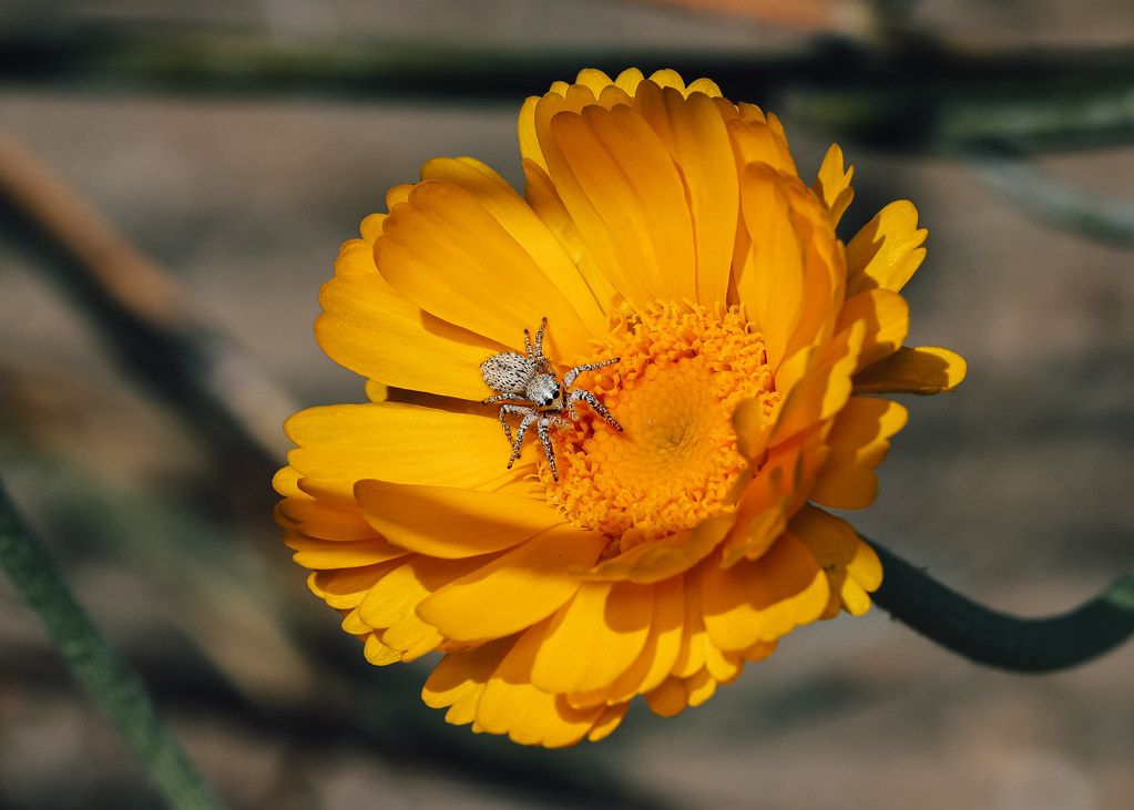 Spider Control service in Apex, NC